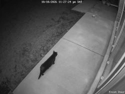 Found/Stray Unknown Cat last seen Wedgewood Park, Milwaukee, WI 53220