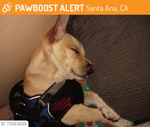 Found/Stray Male Dog last seen Edinger and cypress, Santa Ana, CA 92707