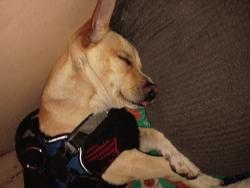 Found/Stray Male Dog last seen Edinger and cypress, Santa Ana, CA 92707