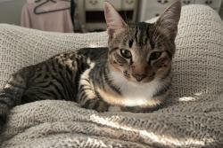 Lost Male Cat last seen Hedgewood, Waxahachie, TX 75165