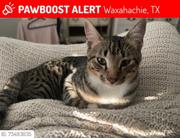 Lost Male Cat last seen Hedgewood, Waxahachie, TX 75165