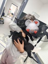 Reunited Male Cat last seen In our back garden, Longsight, England M12 5QY