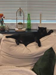 Reunited Male Cat last seen Phillips Dr and Isa, Atlanta, GA 30315