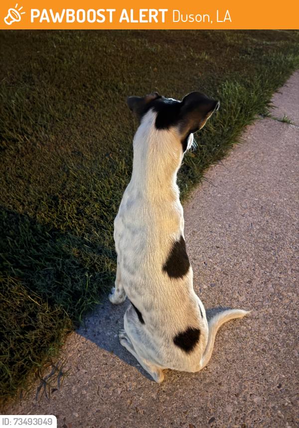 Found/Stray Male Dog last seen Near C St, Duson, LA 70529, Duson, LA 70529