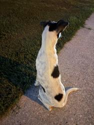 Found/Stray Male Dog last seen Near C St, Duson, LA 70529, Duson, LA 70529
