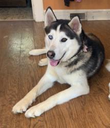 Reunited Male Dog last seen Crestwood Baptist Church, Winston-Salem, NC 27105