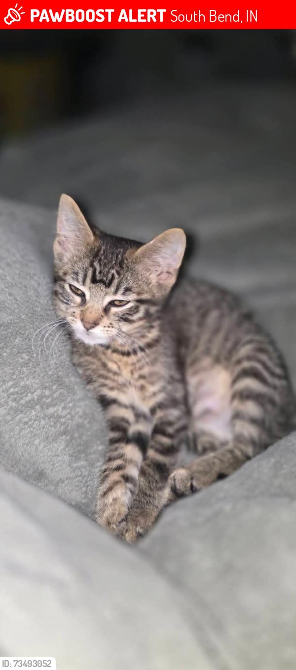 Lost Female Cat last seen Carrol and st joe, South Bend, IN 46614
