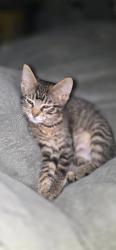 Lost Female Cat last seen Carrol and st joe, South Bend, IN 46614