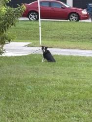 Reunited Unknown Dog last seen Nugent Circle, Spring Hill, FL 34609