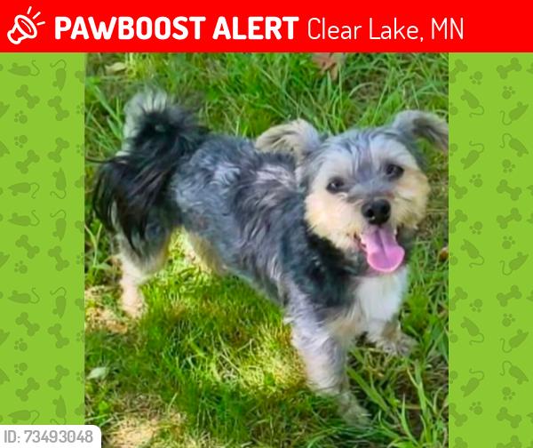 Lost Male Dog last seen Santiago cemetery, Clear Lake, MN 55319