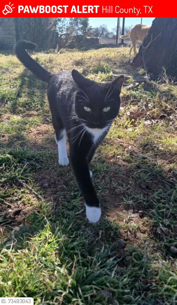 Lost Male Cat last seen Hill County Rd, Buckshot, Oak Ridge, Hill County, TX 76692