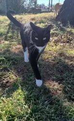 Lost Male Cat last seen Hill County Rd, Buckshot, Oak Ridge, Hill County, TX 76692