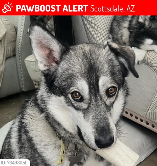 Lost Male Dog last seen North 66th Street & East Exeter Boulevard, Scottsdale, Az, Usa, Scottsdale, AZ 85251
