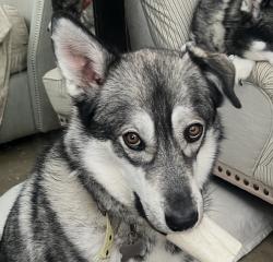 Lost Male Dog last seen North 66th Street & East Exeter Boulevard, Scottsdale, Az, Usa, Scottsdale, AZ 85251