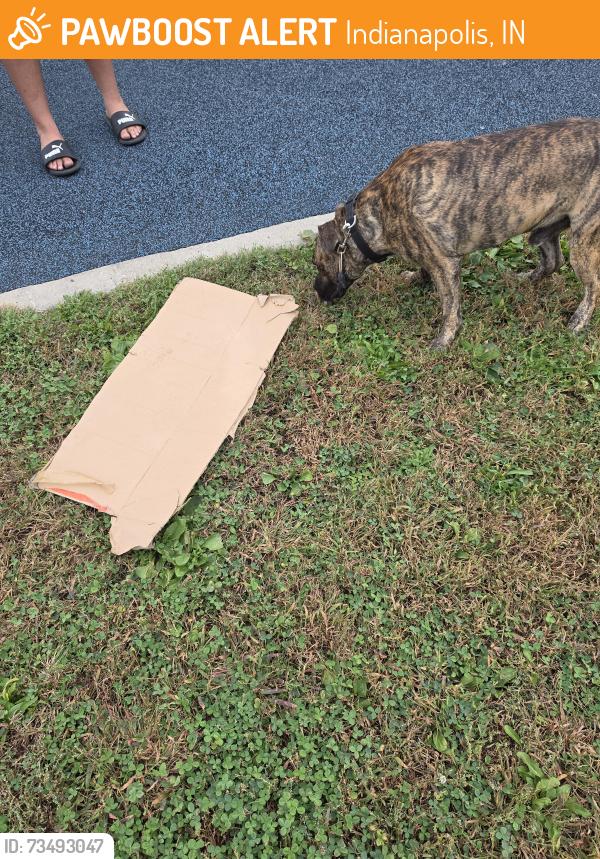 Found/Stray Male Dog last seen Commons Park play ground, Indianapolis, IN 46201