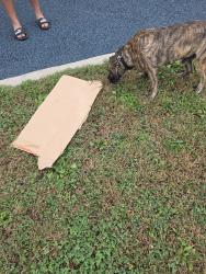 Found/Stray Male Dog last seen Commons Park play ground, Indianapolis, IN 46201