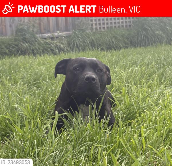 Lost Male Dog last seen Furneaux Grove and Hugo St, Bulleen, VIC 3105