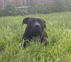 Lost Male Dog last seen Furneaux Grove and Hugo St, Bulleen, VIC 3105