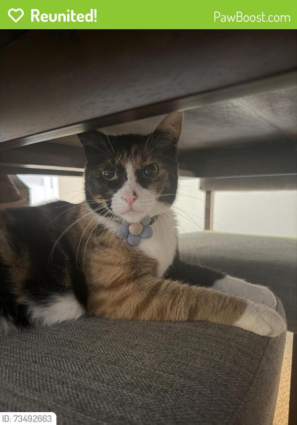Reunited Female Cat last seen Desert Falls Country Club, Palm Desert, CA 92211