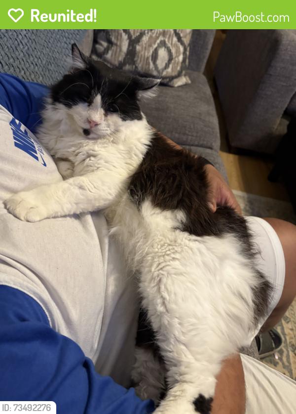 Reunited Male Cat last seen Brown Boulevard near the Landry apmts, Arlington, TX 76006