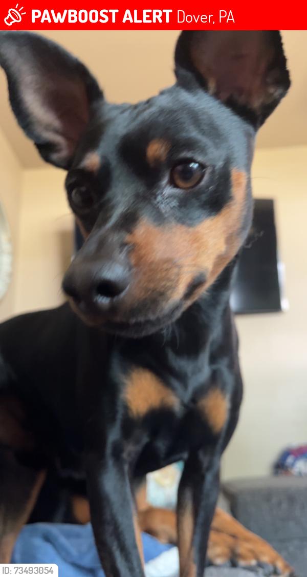 Lost Male Dog last seen muirfield rd, Dover, PA 17315