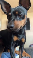 Lost Male Dog last seen muirfield rd, Dover, PA 17315