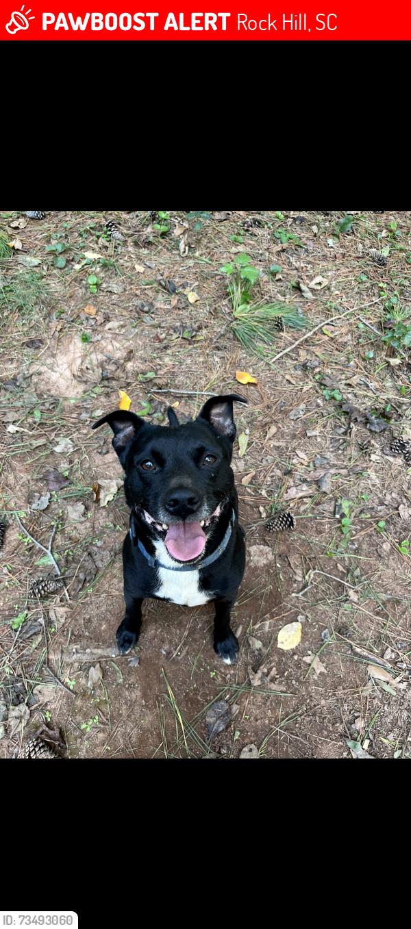 Lost Male Dog last seen Runnymede Dr Rock Hill, Rock Hill, SC 29732