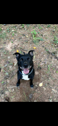 Lost Male Dog last seen Runnymede Dr Rock Hill, Rock Hill, SC 29732