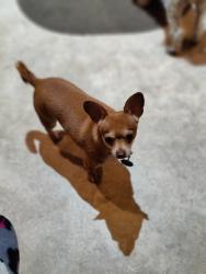 Lost Male Dog last seen Prytania and Cereal Ave, Hamilton, OH 45013