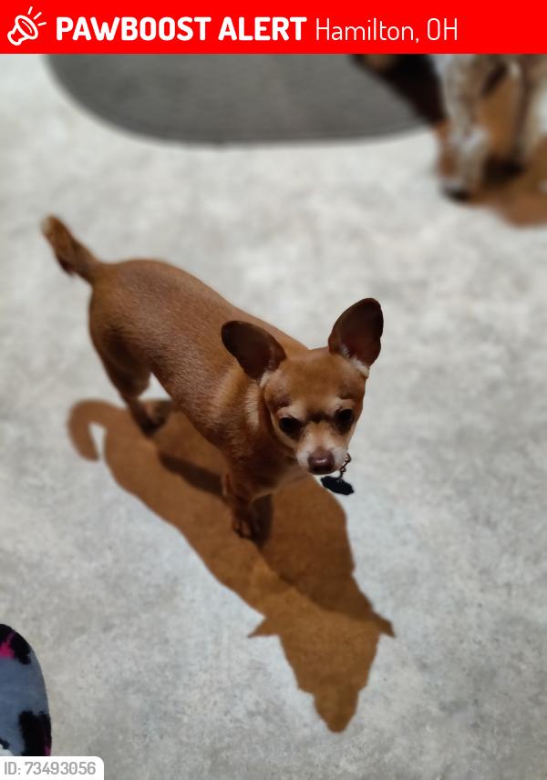 Lost Male Dog last seen Prytania and Cereal Ave, Hamilton, OH 45013
