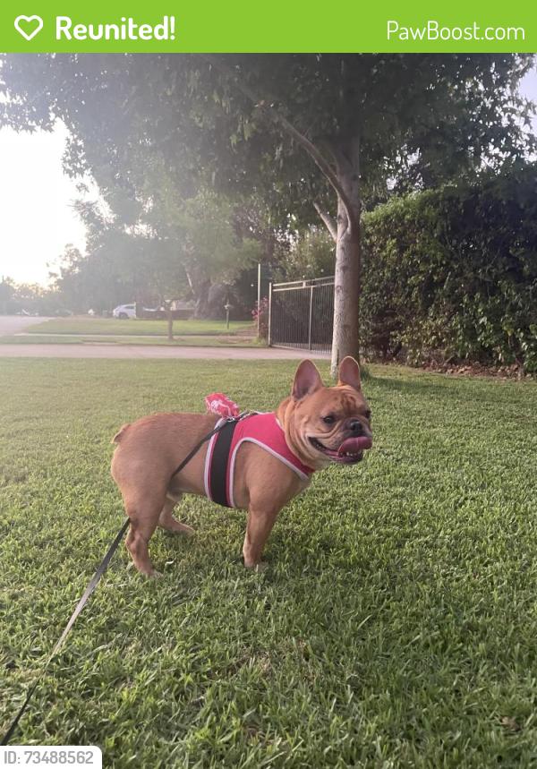 Reunited Male Dog last seen yale road, brunswick road, Thornlie, WA 6108
