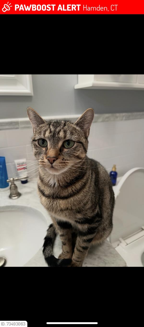 Lost Female Cat last seen Benham, Hamden, CT 06514