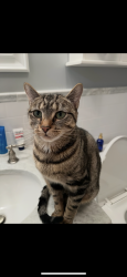 Lost Female Cat last seen Benham, Hamden, CT 06514