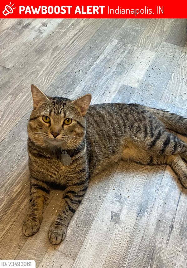 Lost Male Cat last seen Christian Park, Indianapolis, IN 46201