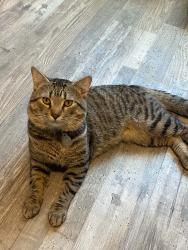 Lost Male Cat last seen Christian Park, Indianapolis, IN 46201