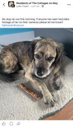 Reunited Female Dog last seen May/Springwood, Southern Pines, NC 28387