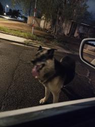 Found/Stray Unknown Dog last seen 71st Ave & Encanto Blvd, Phoenix, AZ 85035