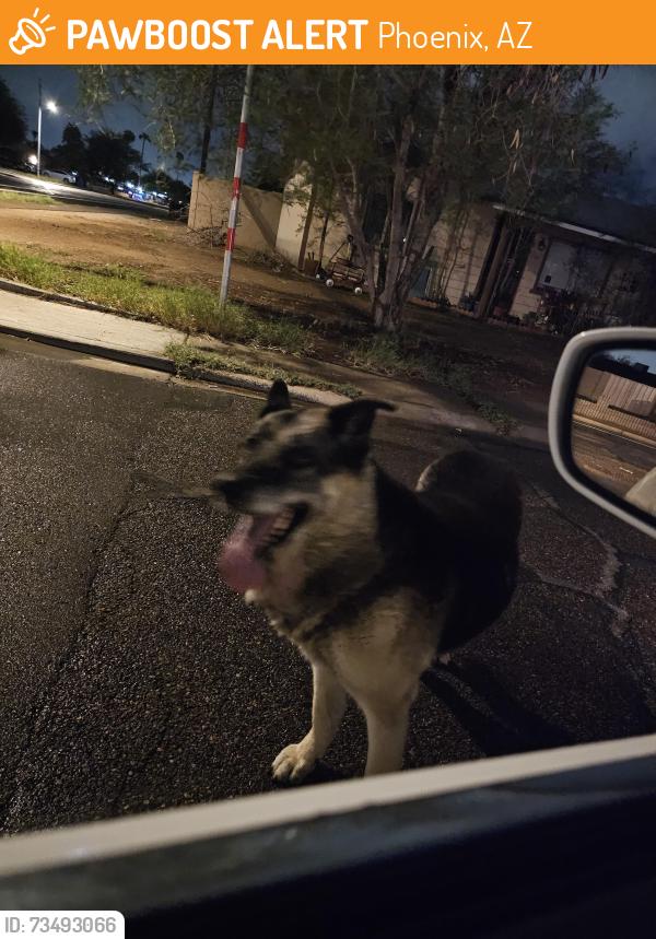 Found/Stray Unknown Dog last seen 71st Ave & Encanto Blvd, Phoenix, AZ 85035