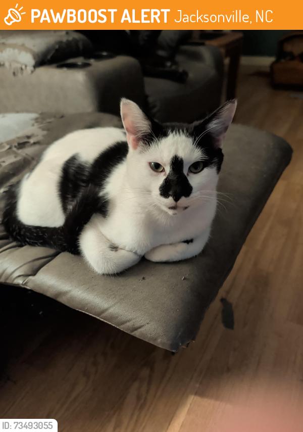 Found/Stray Male Cat last seen Freedom Way, Jacksonville, NC 28544