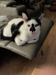Found/Stray Male Cat last seen Freedom Way, Jacksonville, NC 28544