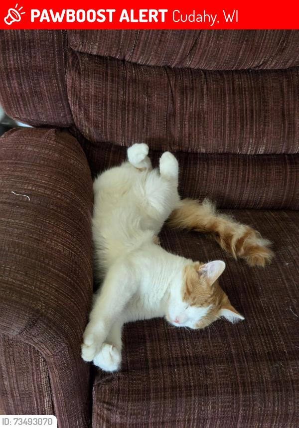 Lost Female Cat last seen Grange & Quality Ave, Cudahy, WI 53110