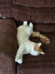 Lost Female Cat last seen Grange & Quality Ave, Cudahy, WI 53110