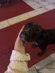 Found/Stray Female Dog last seen Sol Mexican Restaurant, Wimauma, FL 33598
