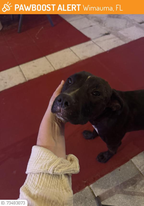 Found/Stray Female Dog last seen Sol Mexican Restaurant, Wimauma, FL 33598