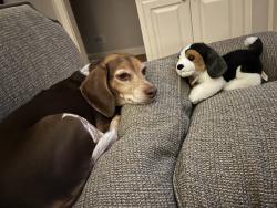 Lost Male Dog last seen Channel dr / edge water, Broussard, LA 70518