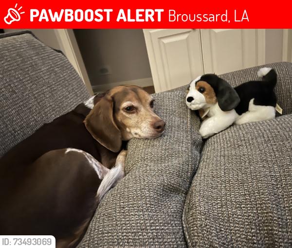 Lost Male Dog last seen Channel dr / edge water, Broussard, LA 70518