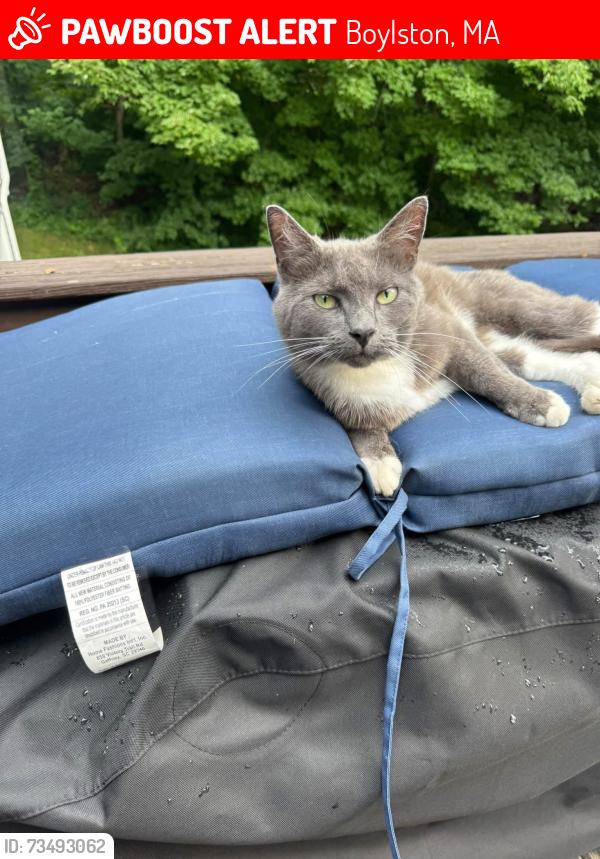 Lost Female Cat last seen Wagner Brothers, Boylston, MA 01505