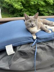 Lost Female Cat last seen Wagner Brothers, Boylston, MA 01505