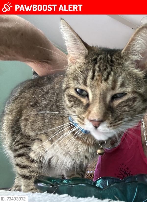 Lost Female Cat last seen Pizzaz, University Heights, OH 44118