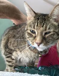 Lost Female Cat last seen Pizzaz, University Heights, OH 44118